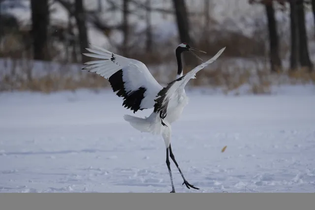 野鳥の写真