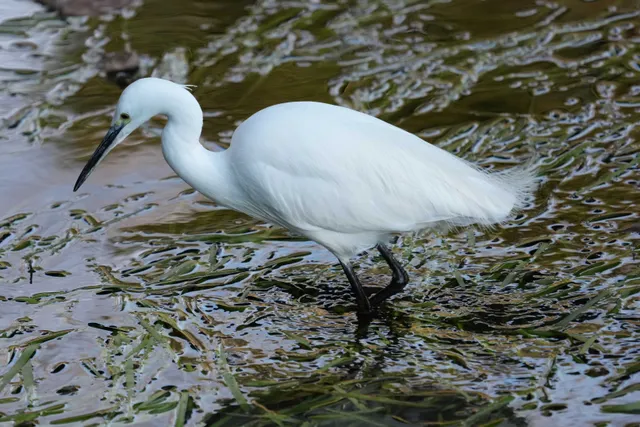 野鳥の写真