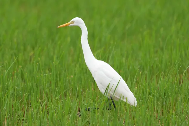 野鳥の写真