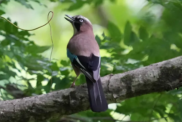 野鳥の写真