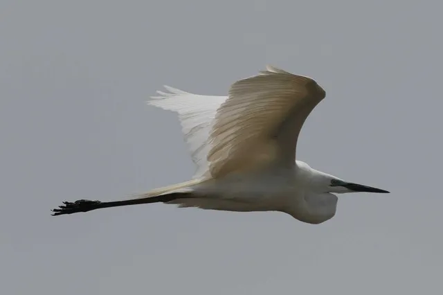 野鳥の写真