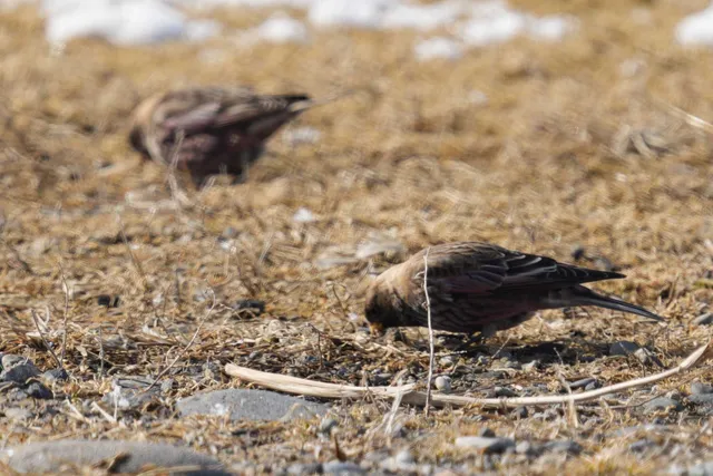 野鳥の写真