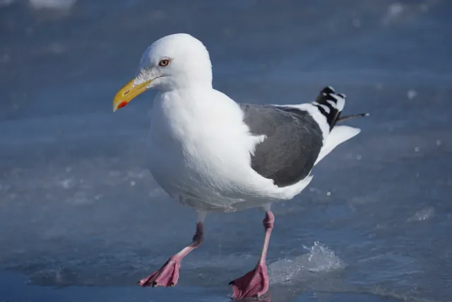 野鳥の写真