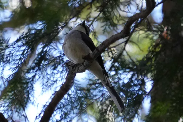 野鳥の写真