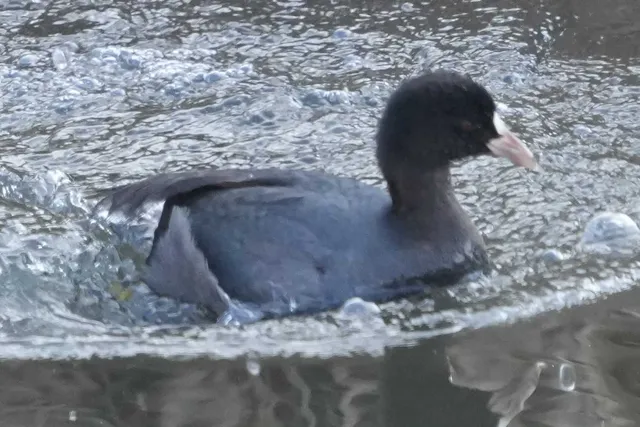 野鳥の写真