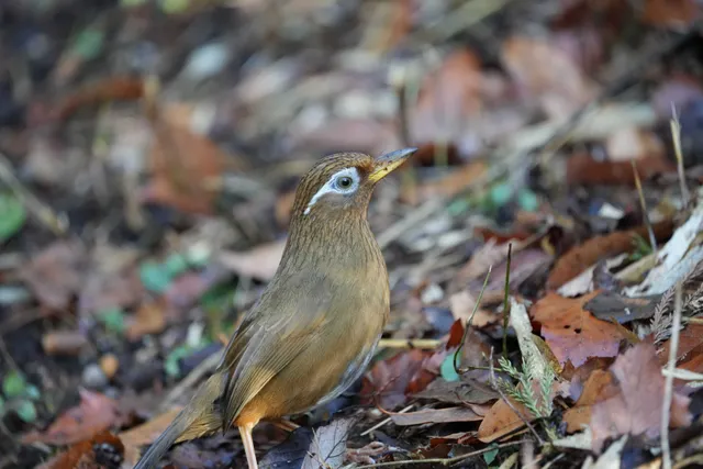 野鳥の写真