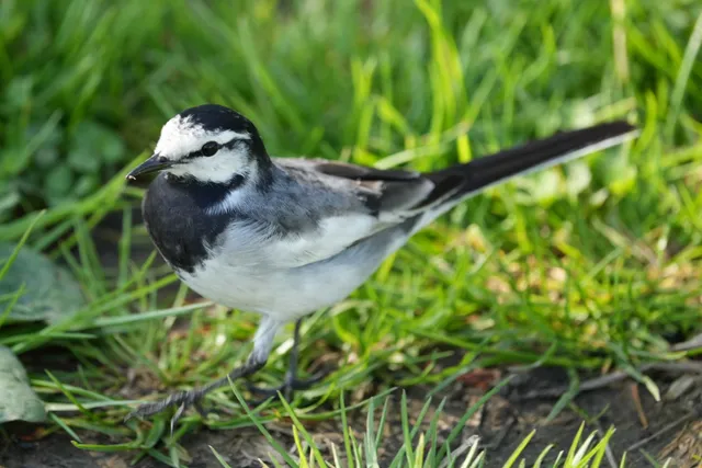 野鳥の写真