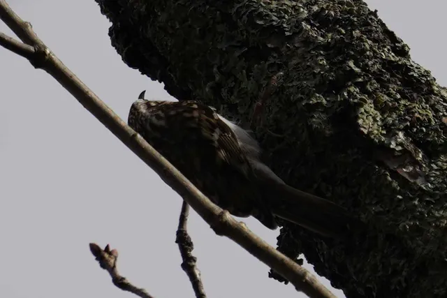 野鳥の写真