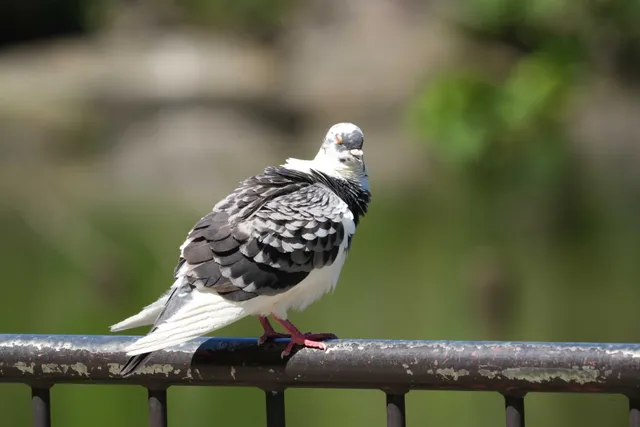 野鳥の写真