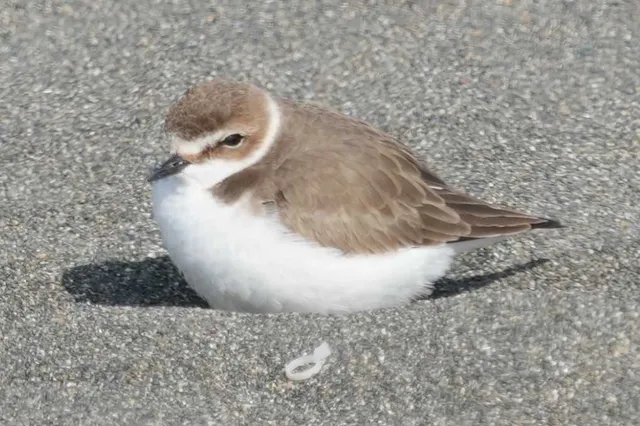 野鳥の写真