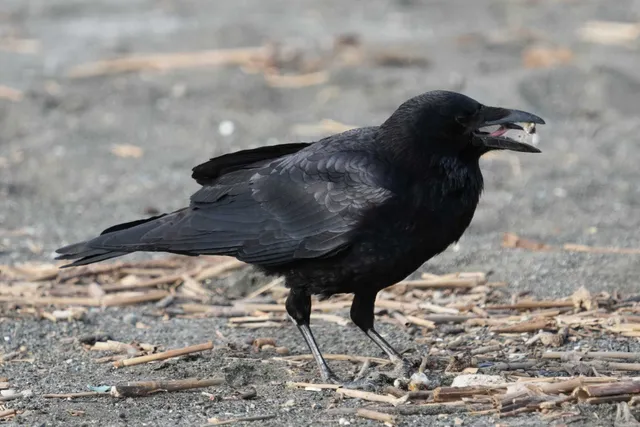 野鳥の写真
