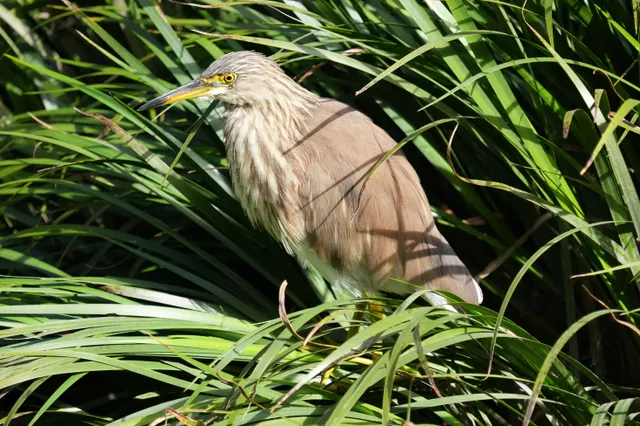 野鳥の写真