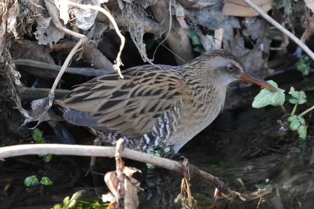 野鳥の写真