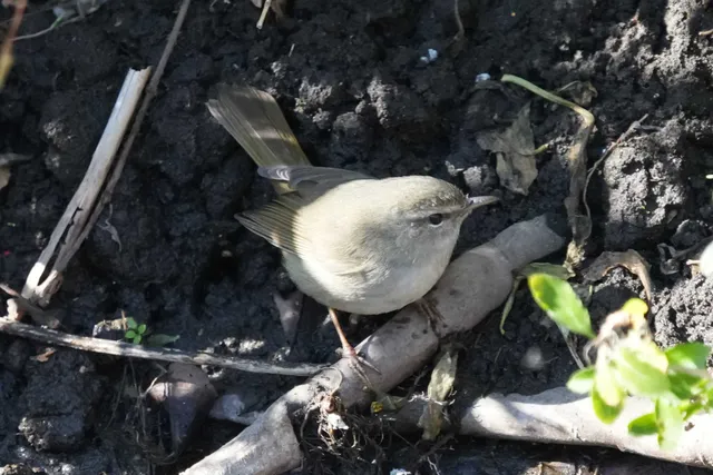 野鳥の写真