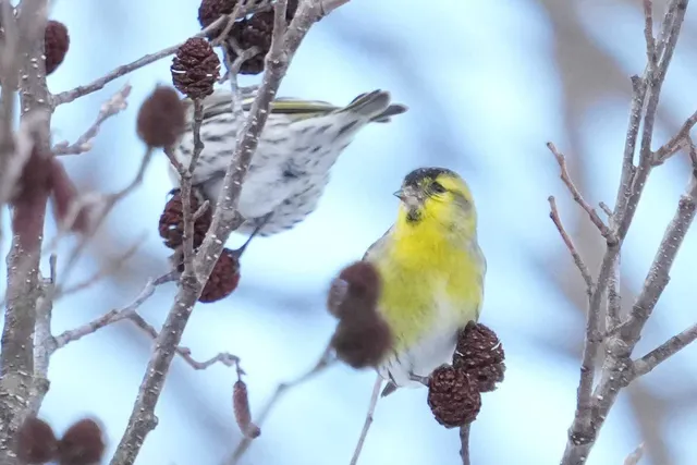 野鳥の写真