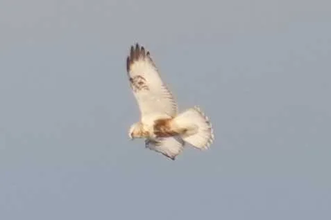 野鳥の写真