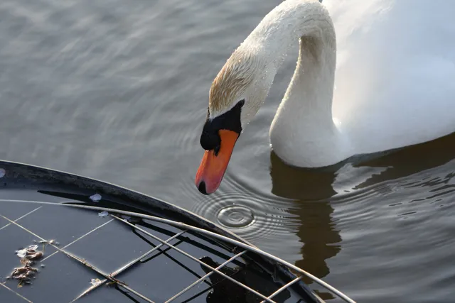 野鳥の写真
