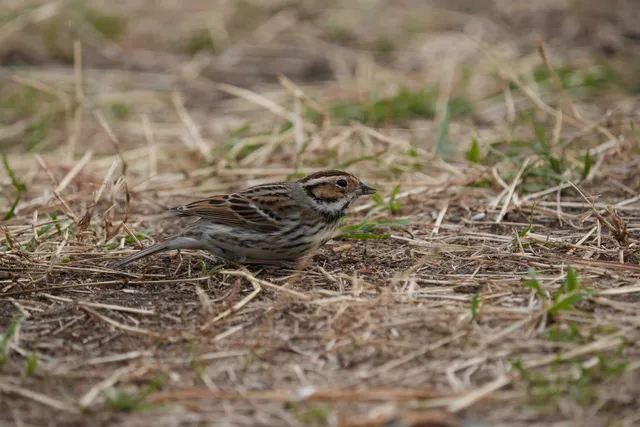 野鳥の写真