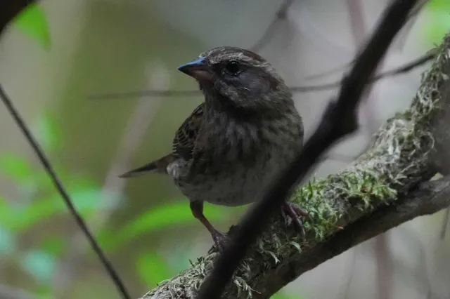 野鳥の写真