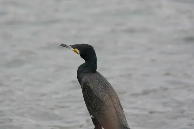野鳥の写真