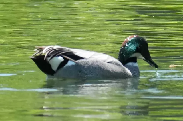 野鳥の写真