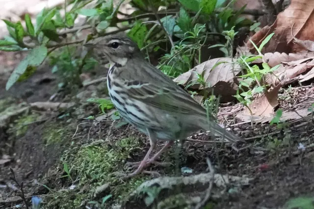 野鳥の写真