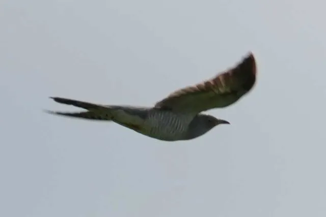 野鳥の写真