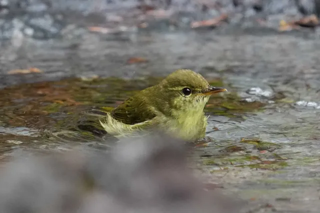 野鳥の写真