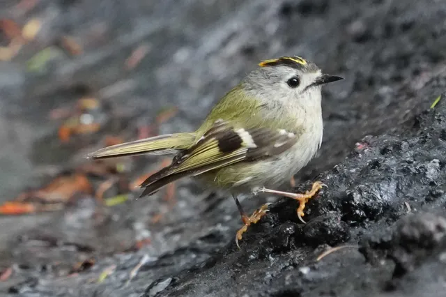 野鳥の写真