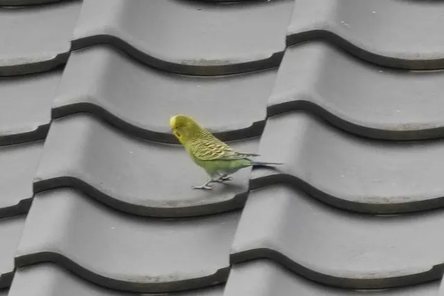 Species Image