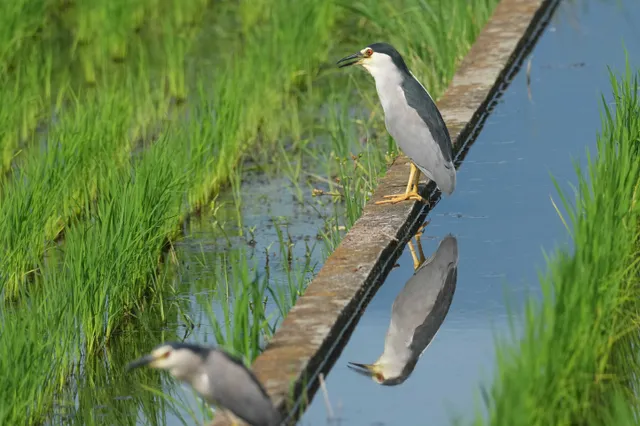 野鳥の写真