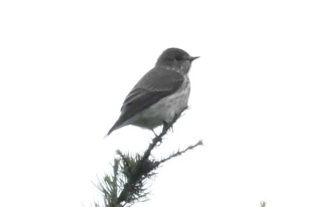 野鳥の写真