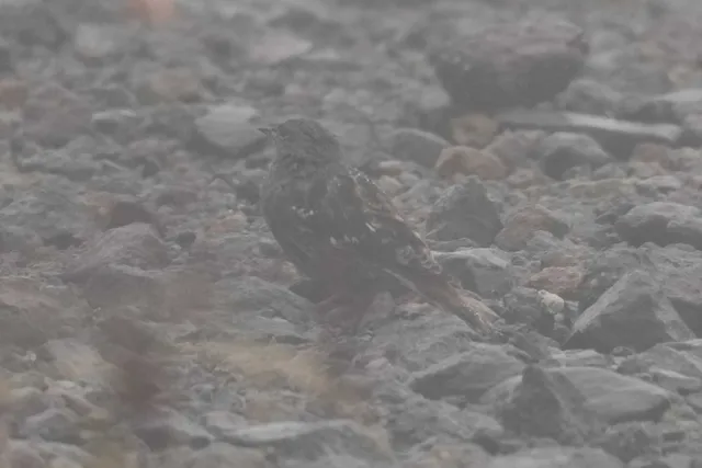 野鳥の写真