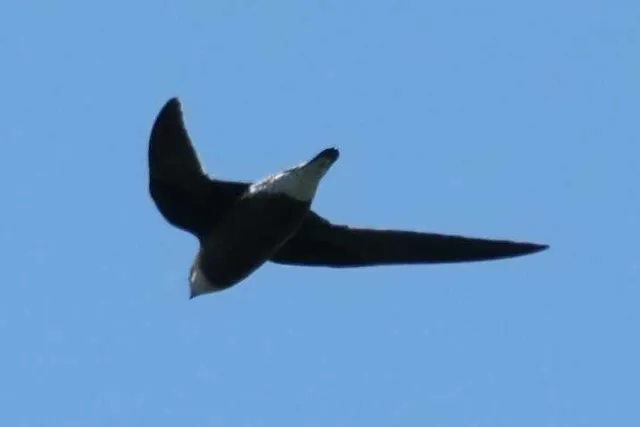 Species Image