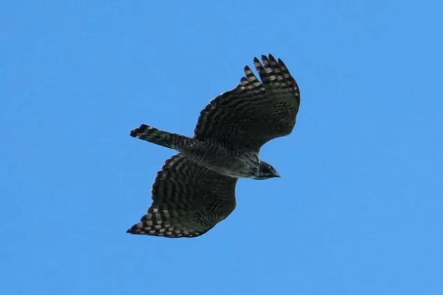 野鳥の写真