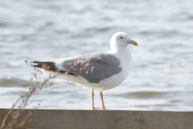 野鳥の写真