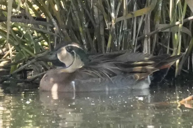 野鳥の写真