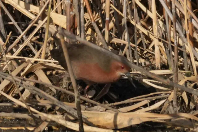 野鳥の写真
