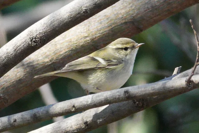 野鳥の写真