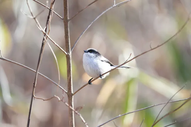 野鳥の写真