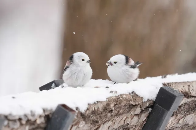 野鳥の写真