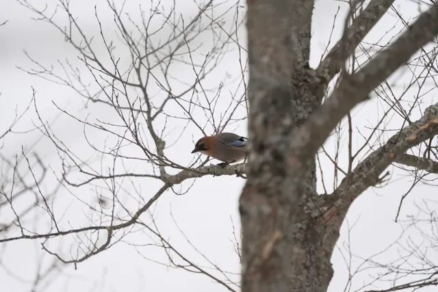 Species Image
