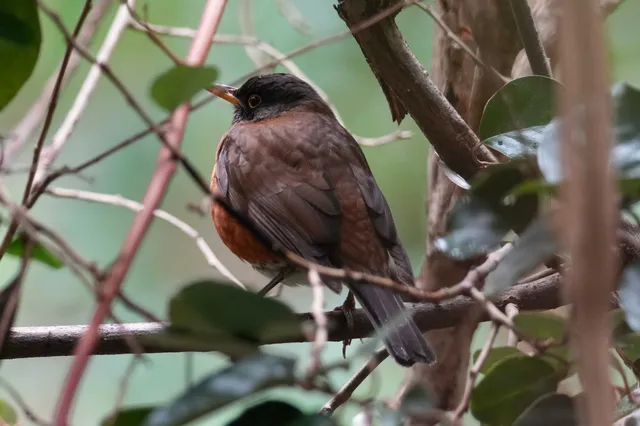 野鳥の写真