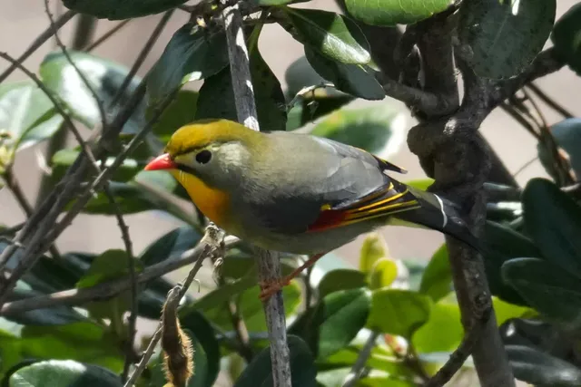 野鳥の写真