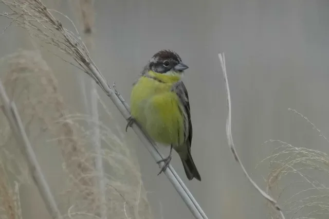 Species Image