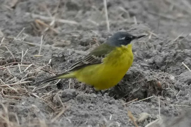 野鳥の写真