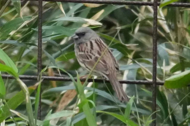 野鳥の写真