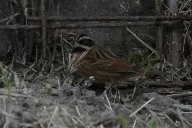 野鳥の写真