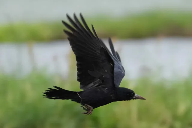 野鳥の写真