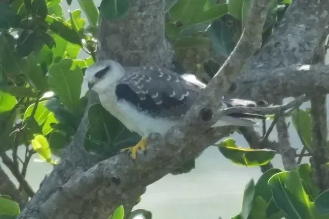 Species Image
